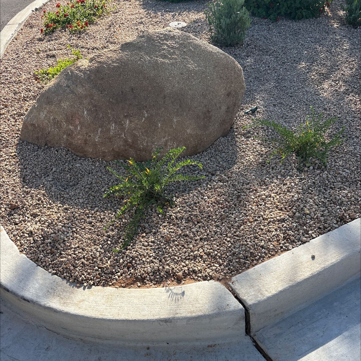 Finished commercial parking lot landscape island with boulders and desert shrubs