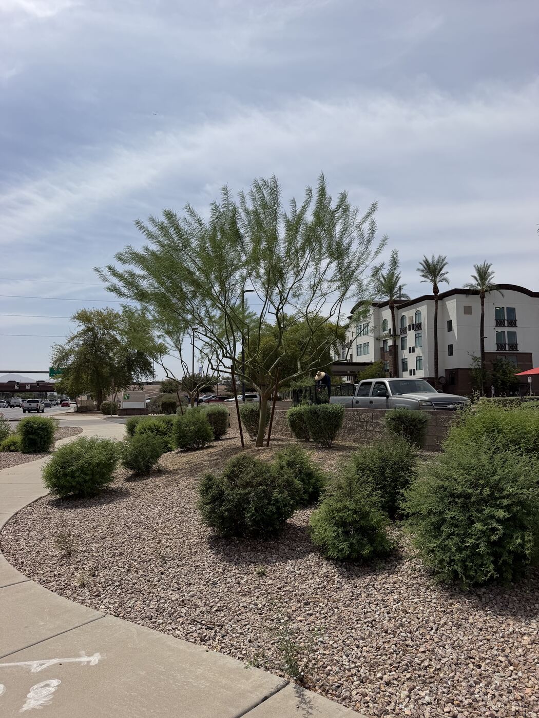 Landscaped grounds with mesquite trees and desert plantings