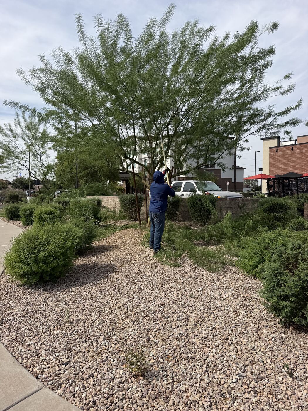 Arizonora Landesign crew member pruning a mesquite tree at a commercial property