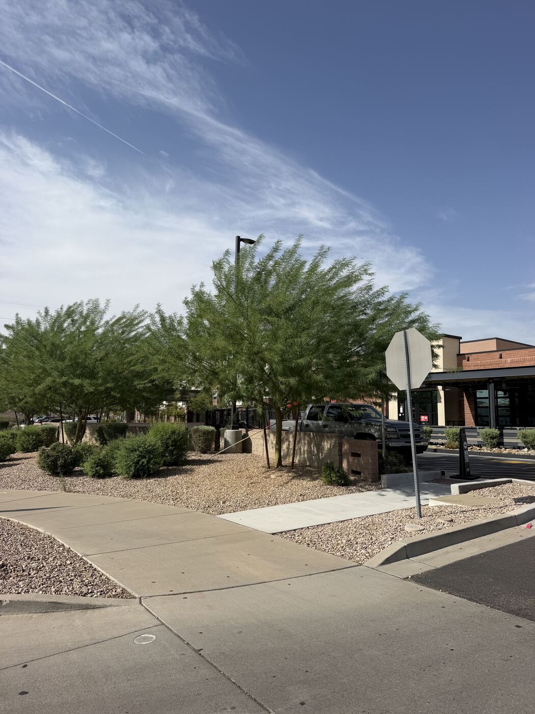 A newly planted tree staked and mulched at a commercial property